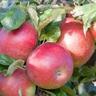 Apple columnar 'Crimson Spire' 4.7 litre
