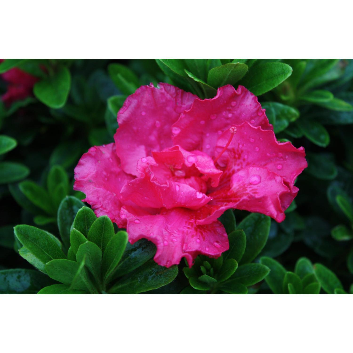 Azalea Waeles Beauty