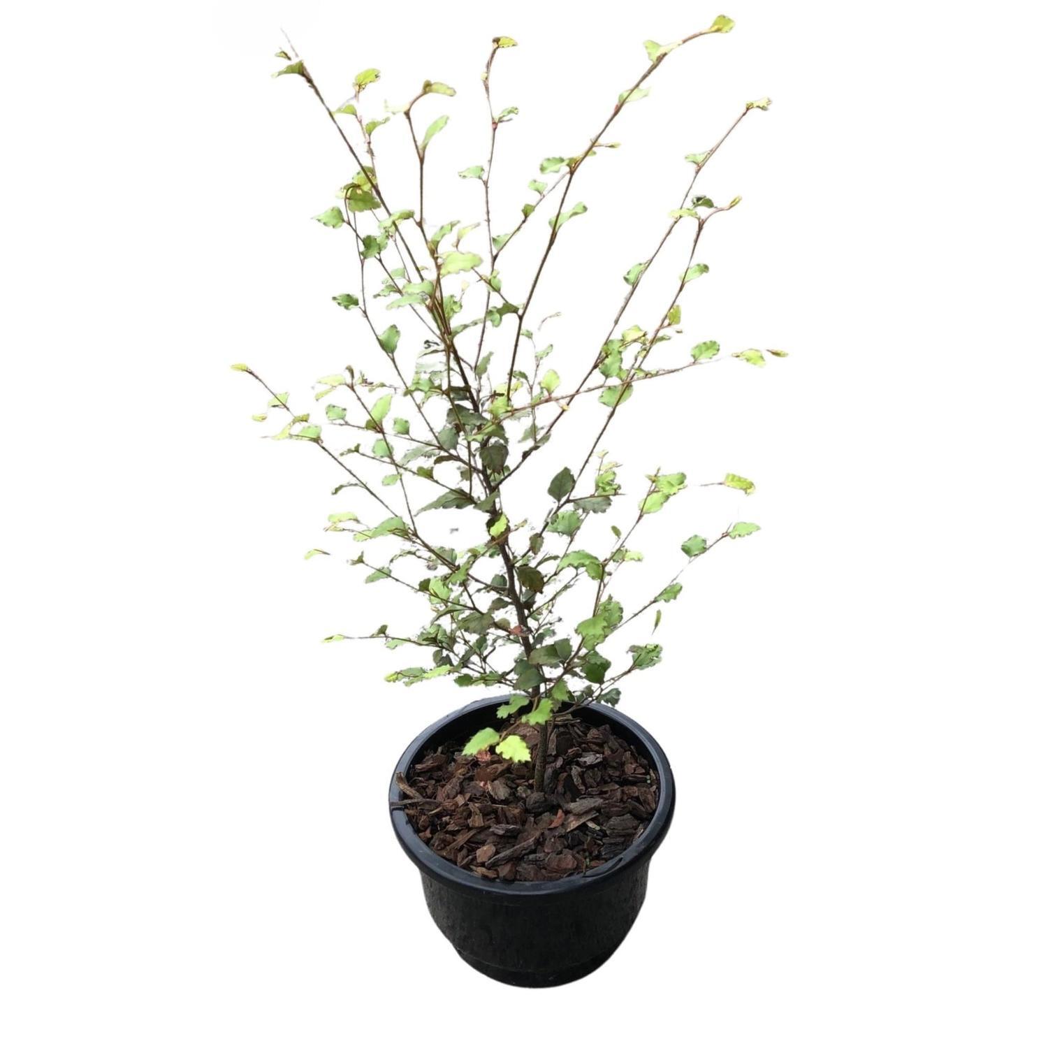 Nothofagus Silver Beech  13cm