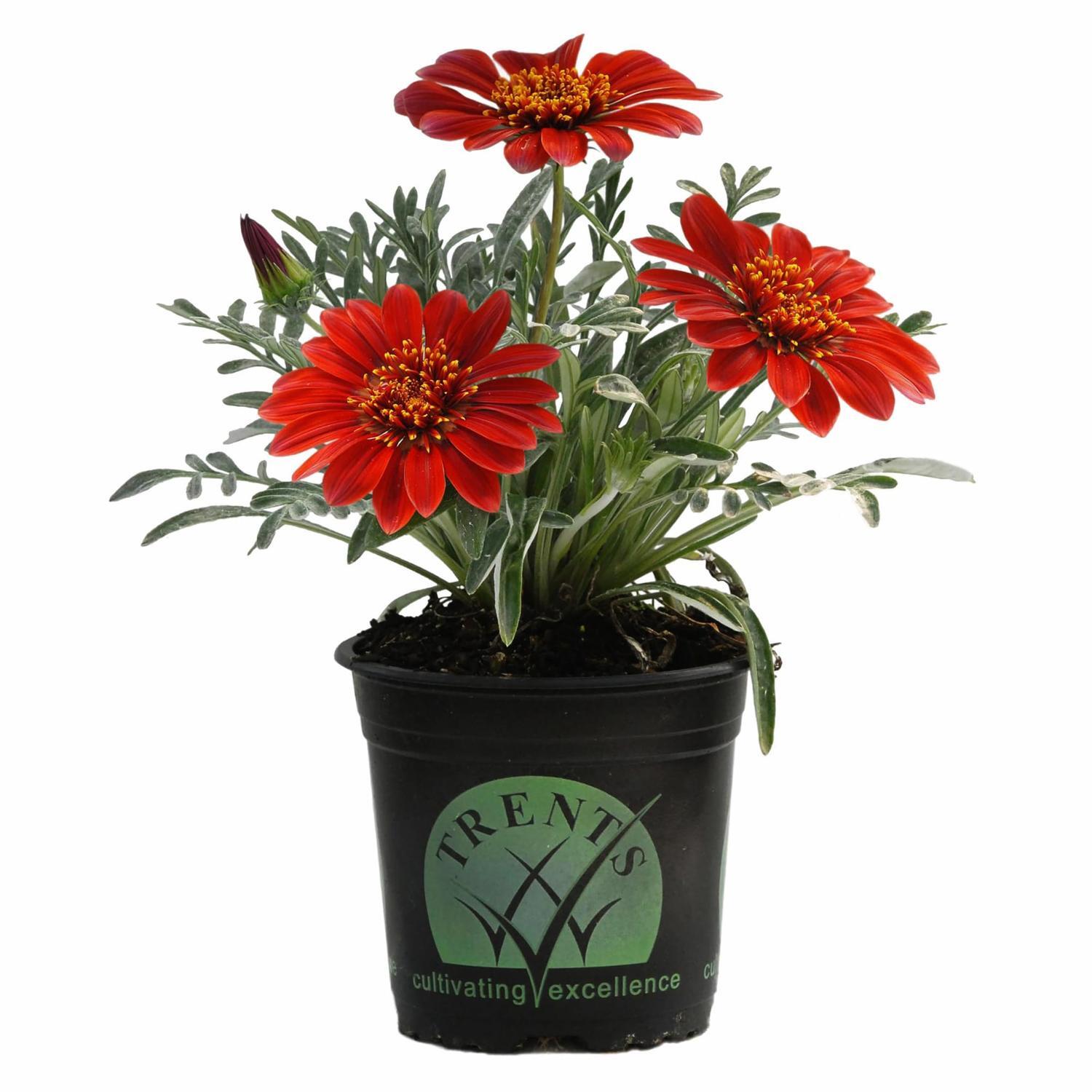 Gazania Velvet Belle