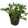 Peanut plant
