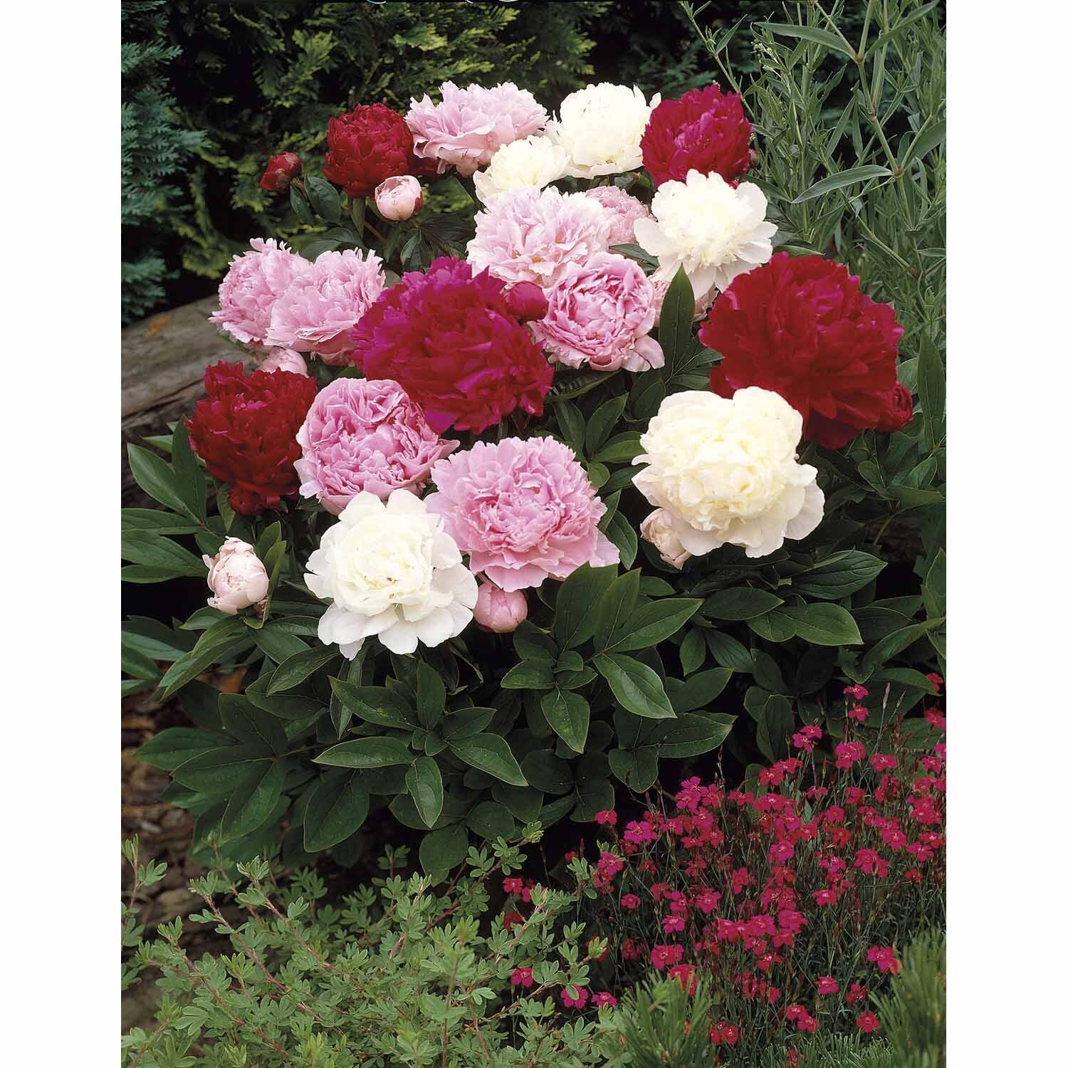 Paeony 'Mixed'