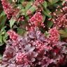 Heuchera Milan