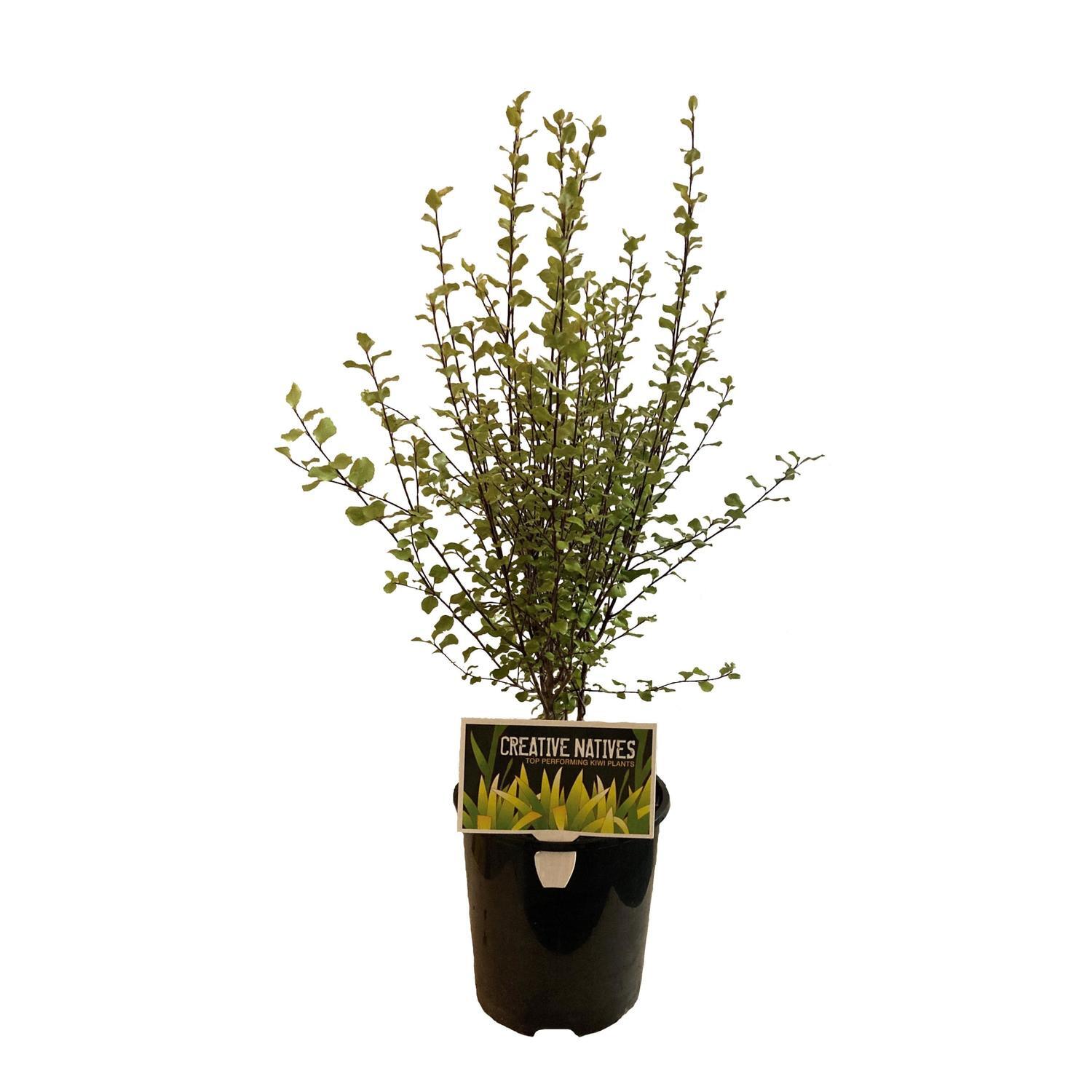 Pittosporum Silver Sheen
