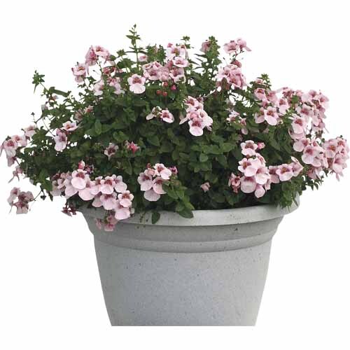 Diascia Apple Blossom Breeze