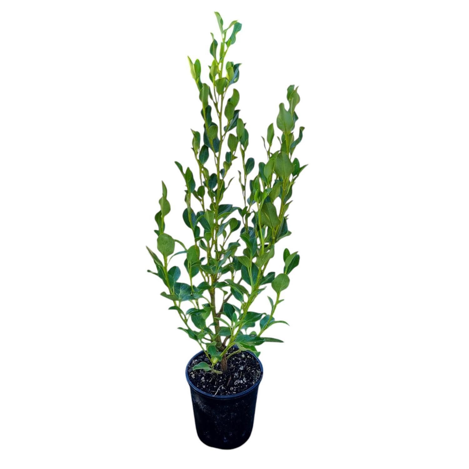 Griselinia Littoralis Broadway Mint  2L