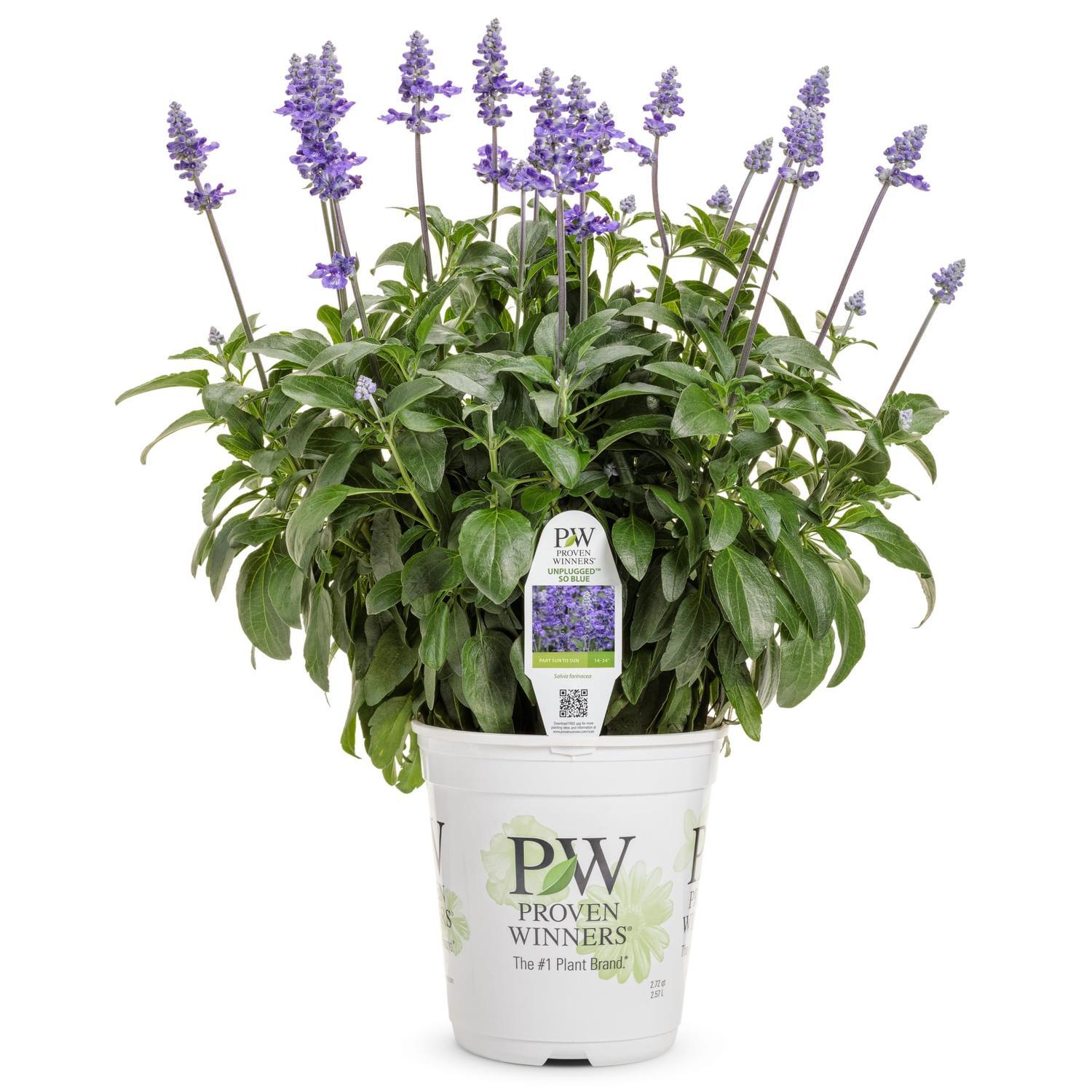 Salvia Unplugged