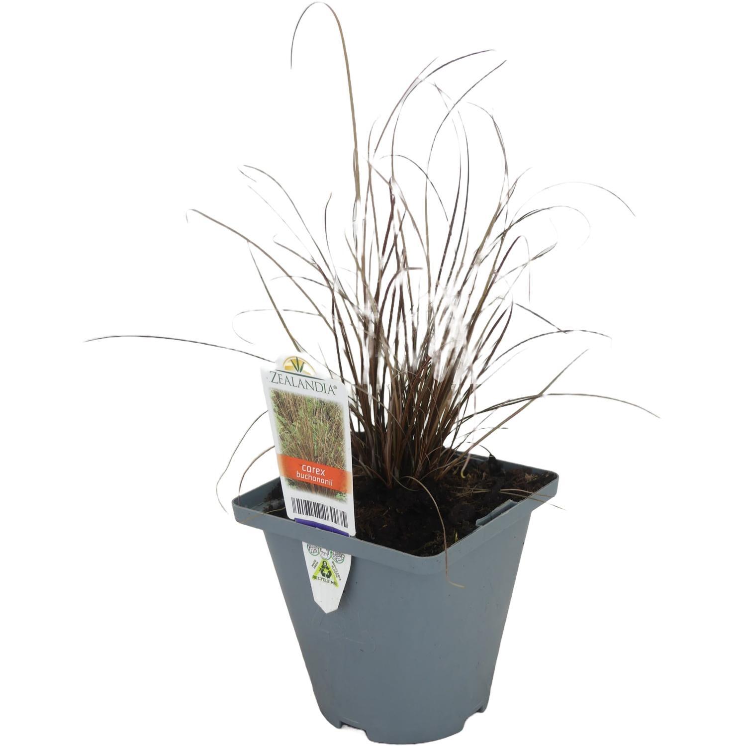 Carex Buchananii