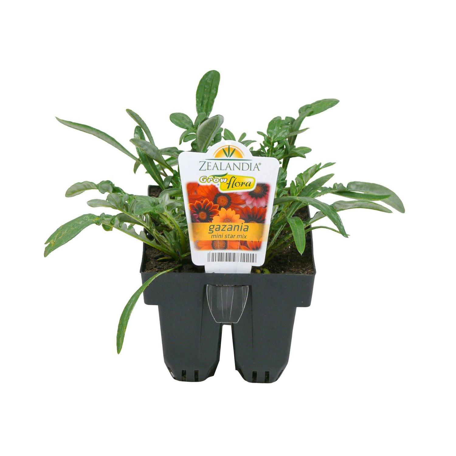 Gazania Mini-star
