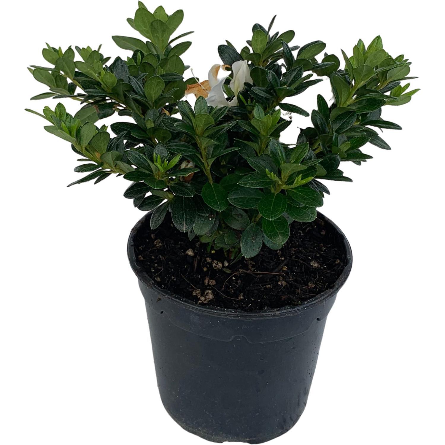 Azalea Mrs Kint