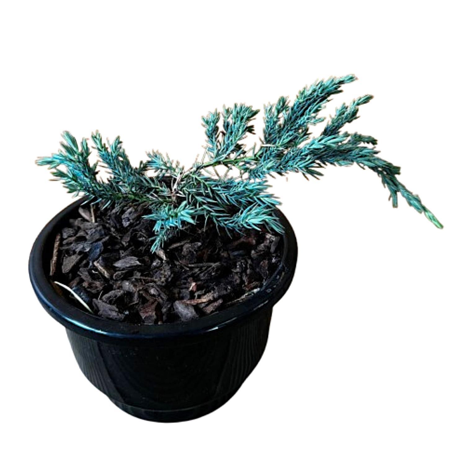 Juniper Blue Cloud 13cm