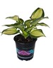 Hosta Hudson Bay