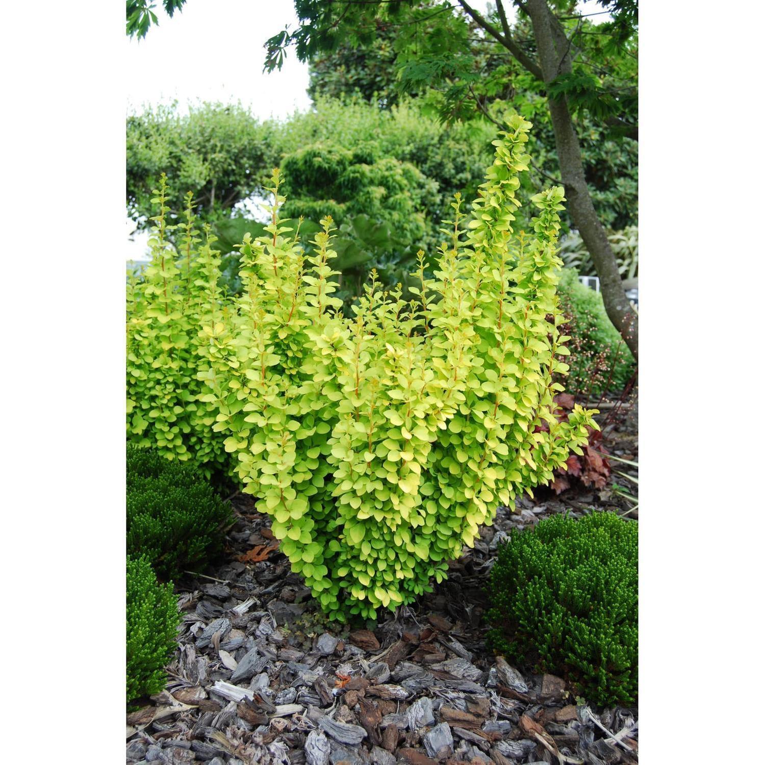 Berberis Thunbergii Maria