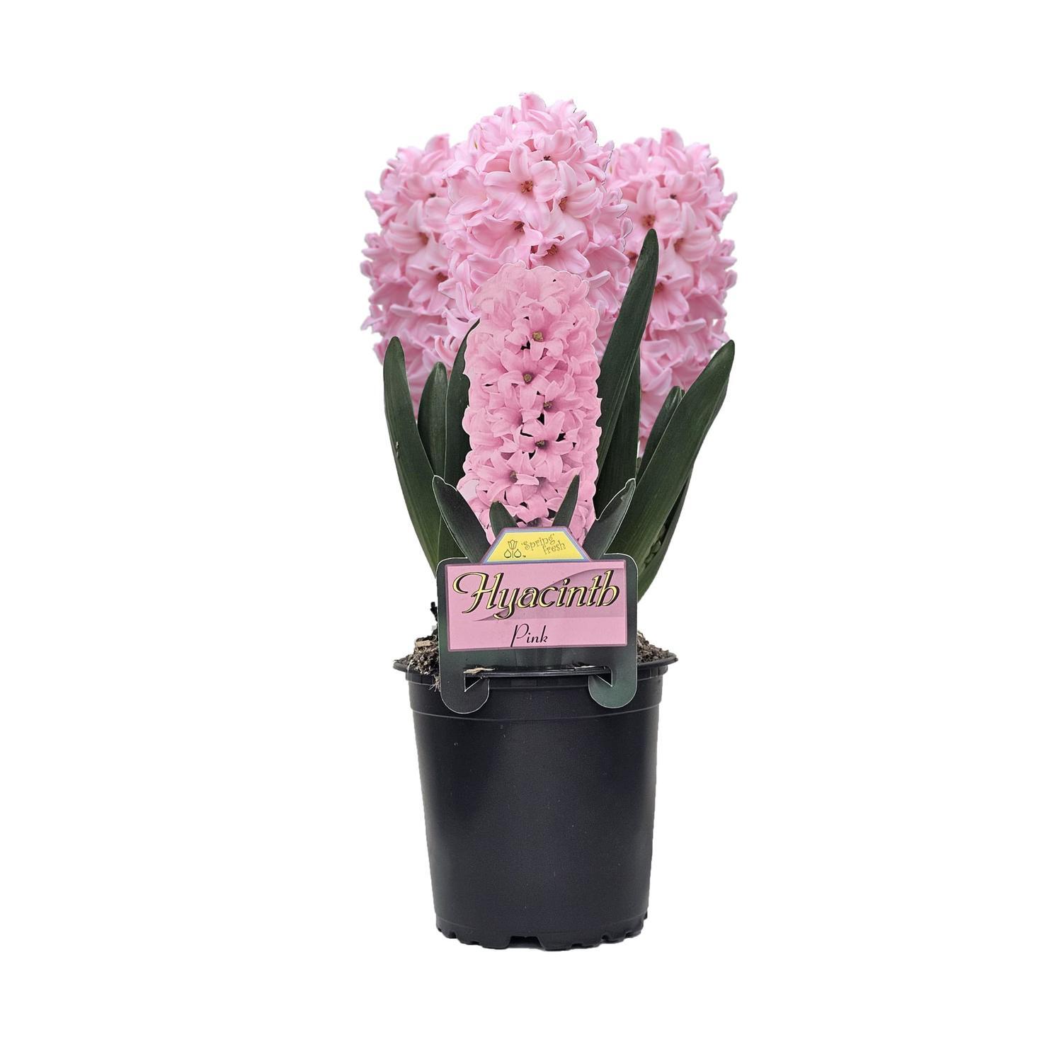 Potted Hyacinth
