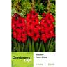 Gladioli Flevo Shine 5pk