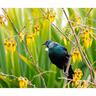 Splashback Glass 900 x 750mm Kowhai Tui