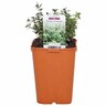 Herb Thyme Common