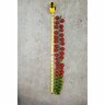 Tomato Rapunzel Premium