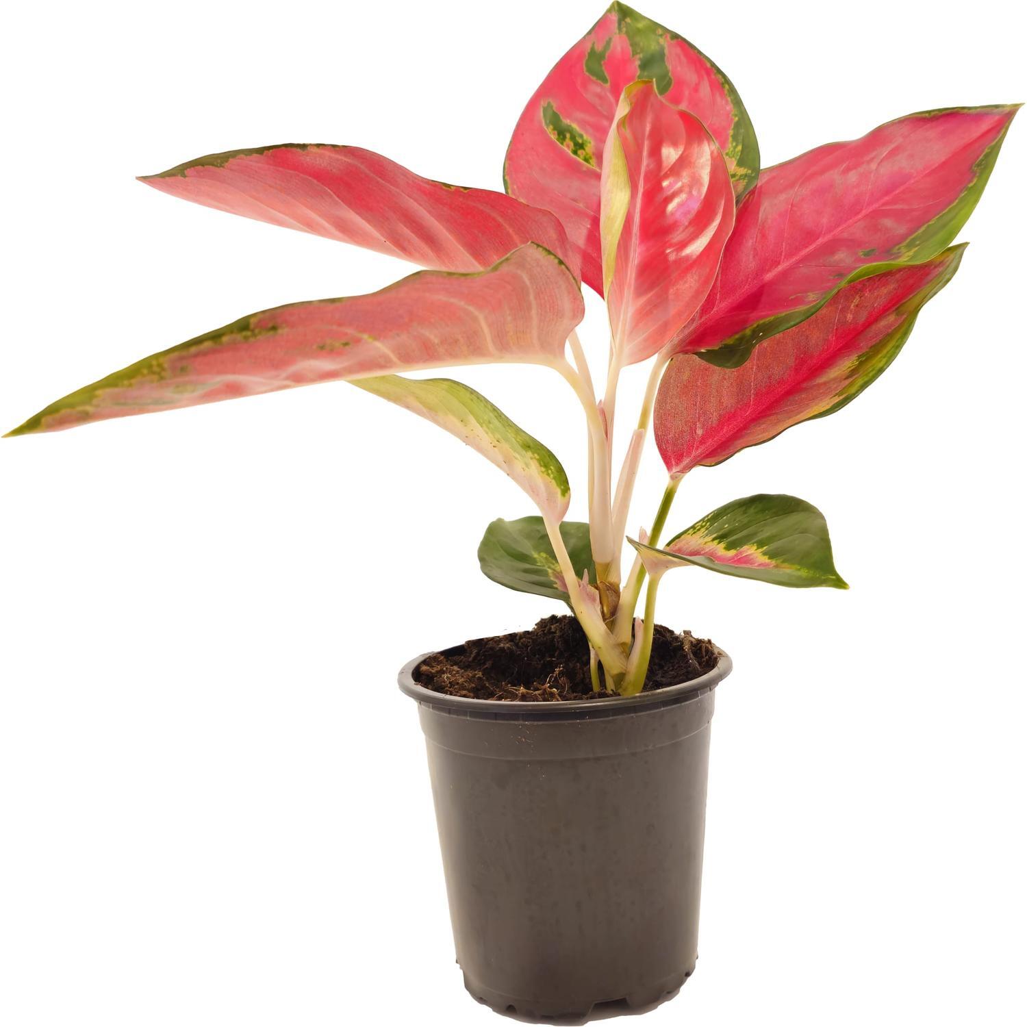 Aglaonema Thai Red 12cm
