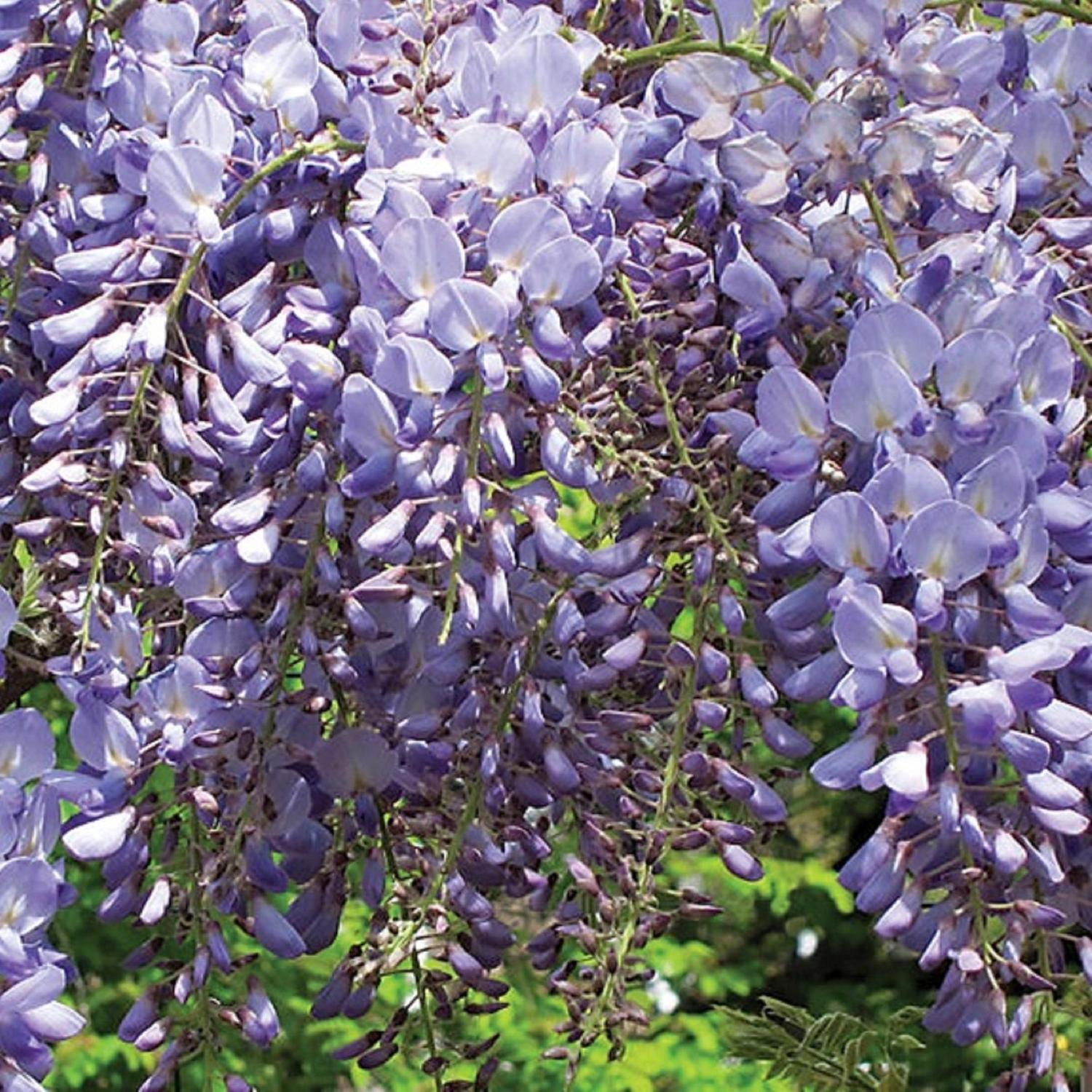 Wisteria Blue Sapphire