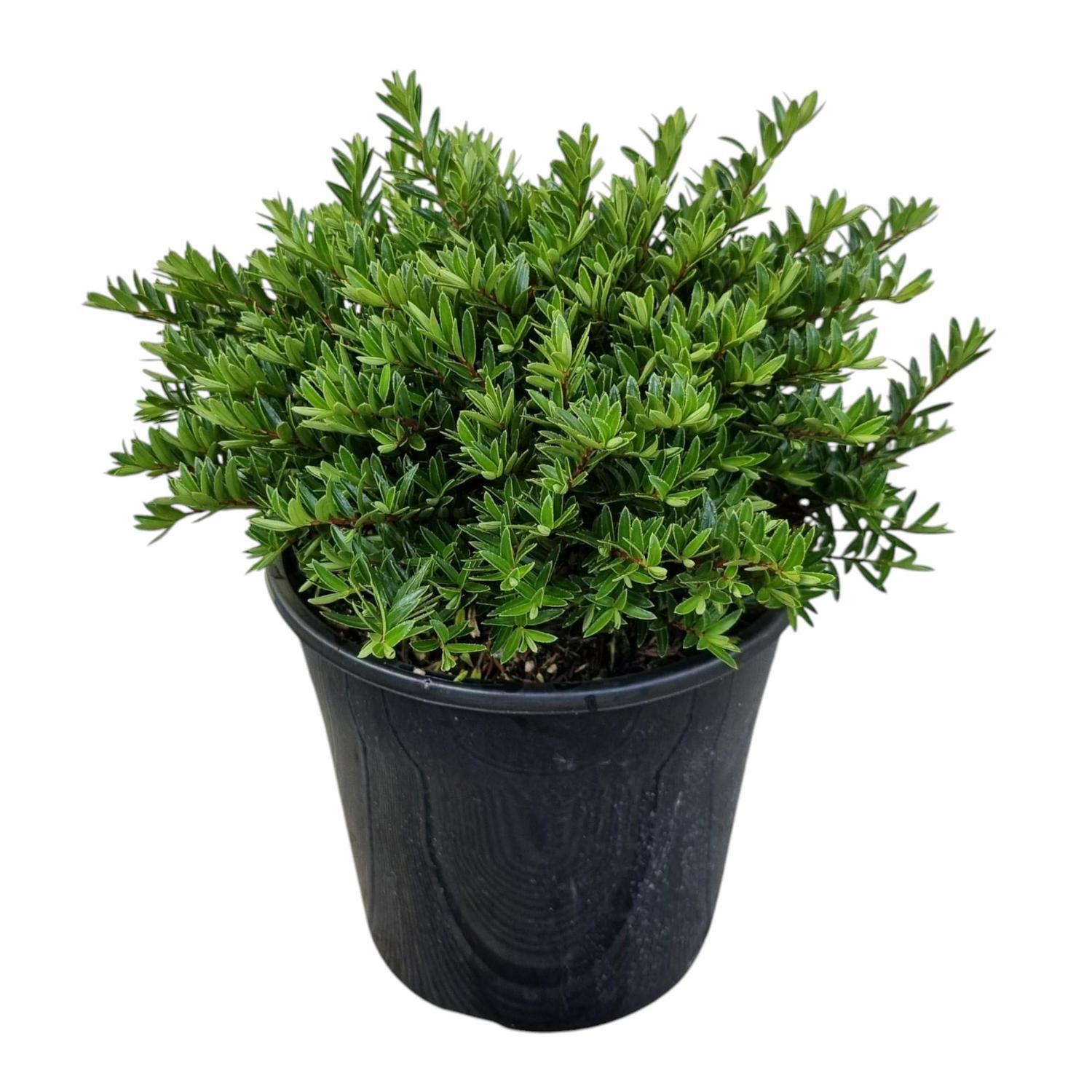 Hebe Diosmaefolia 4L
