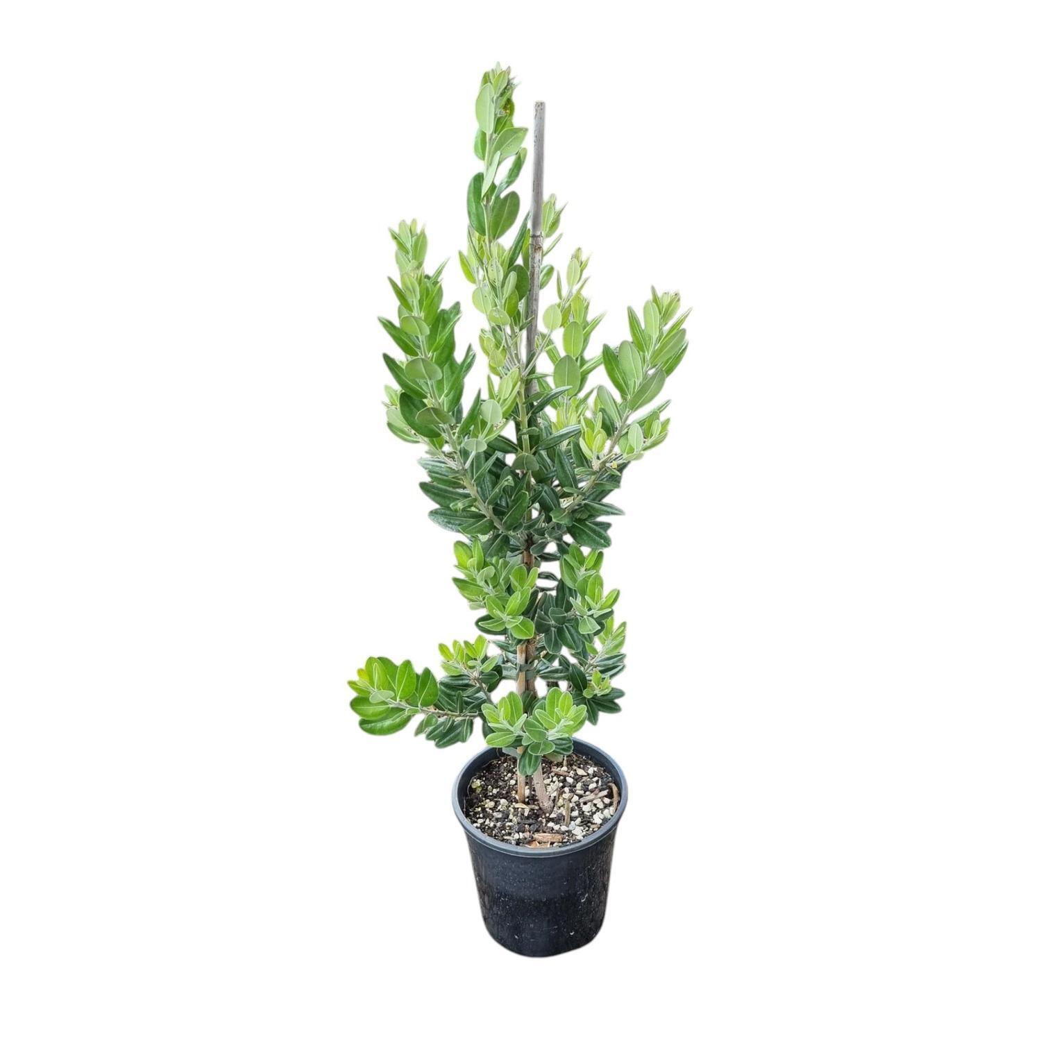 Metrosideros Maori Princess 'Pohutukawa' 4L