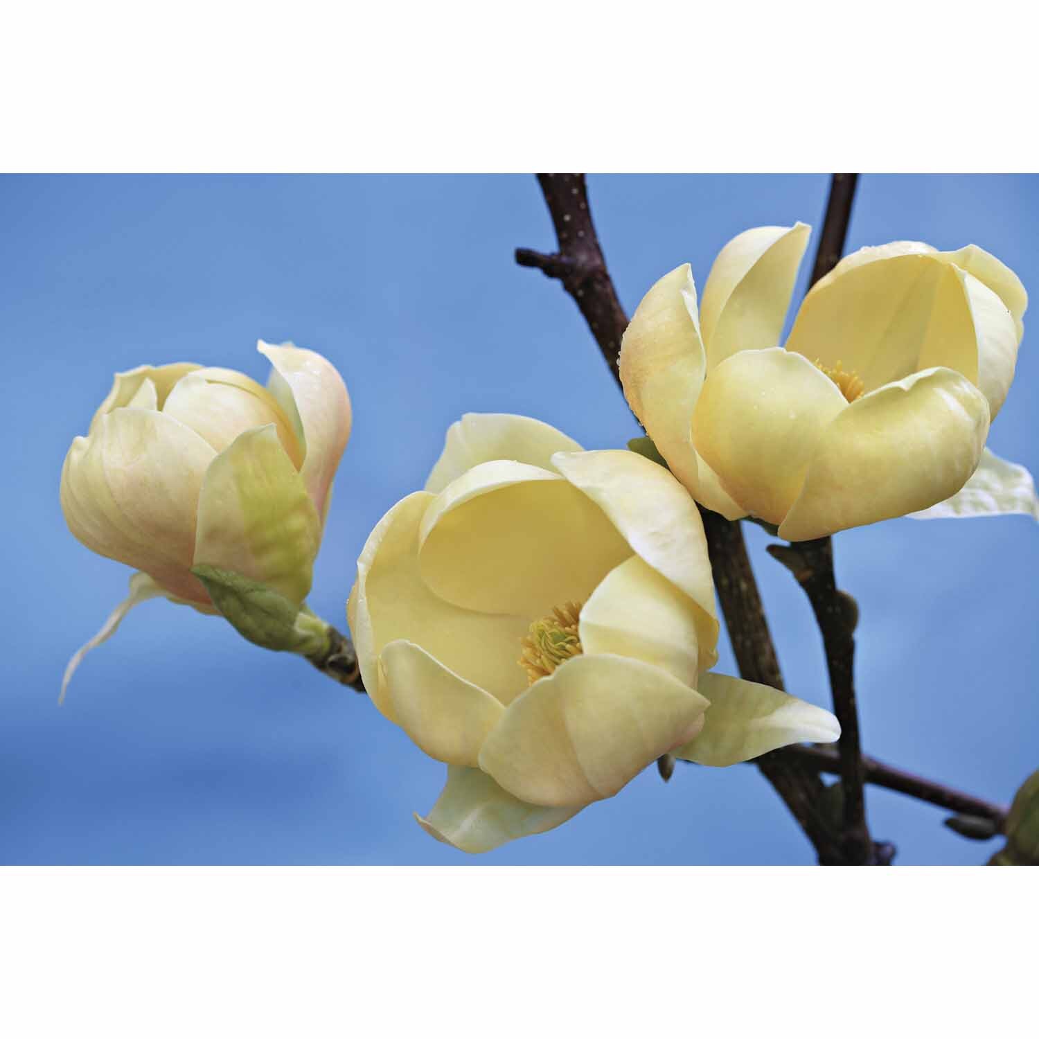 Magnolia 'Honey Tulip'