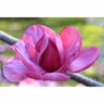 Magnolia Felix