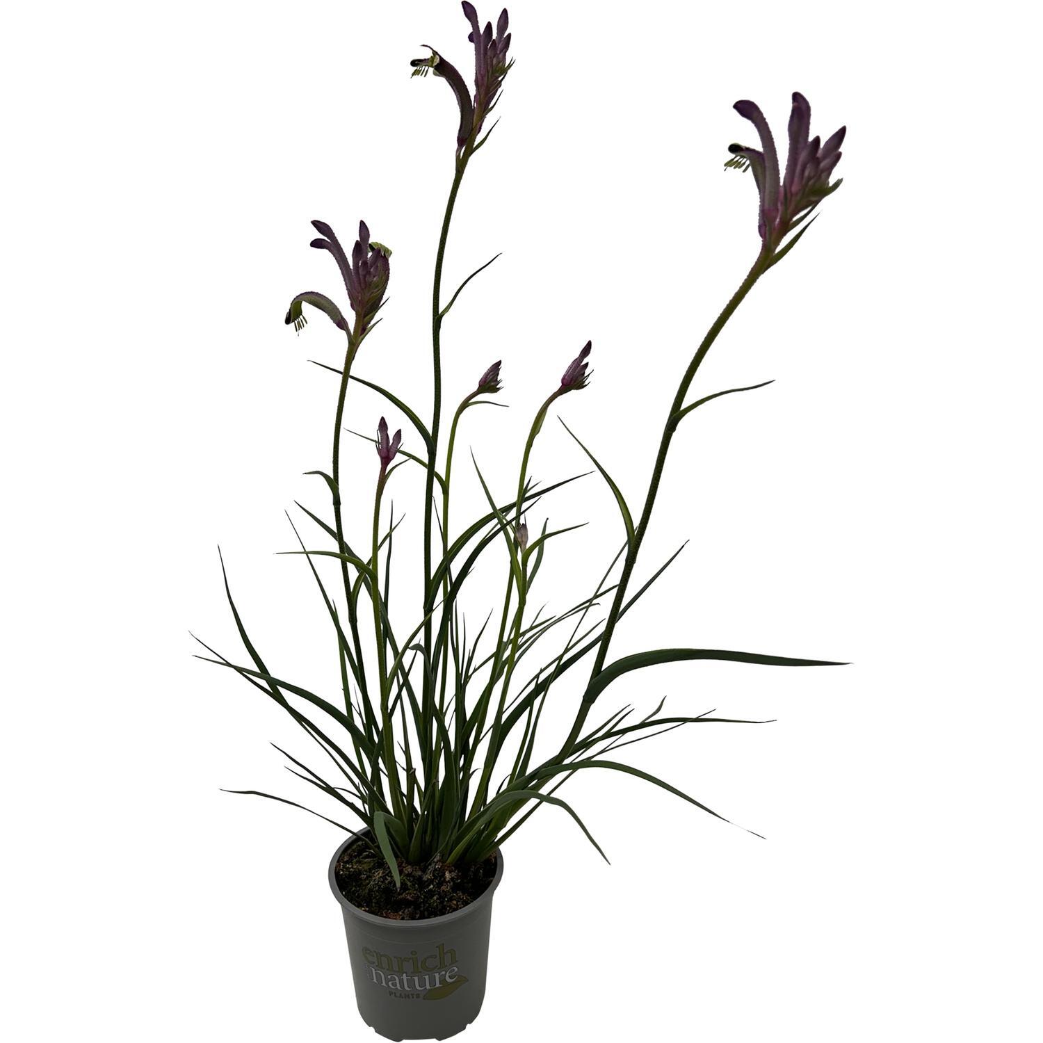 Anigozanthos Celebrations® Carnivale™