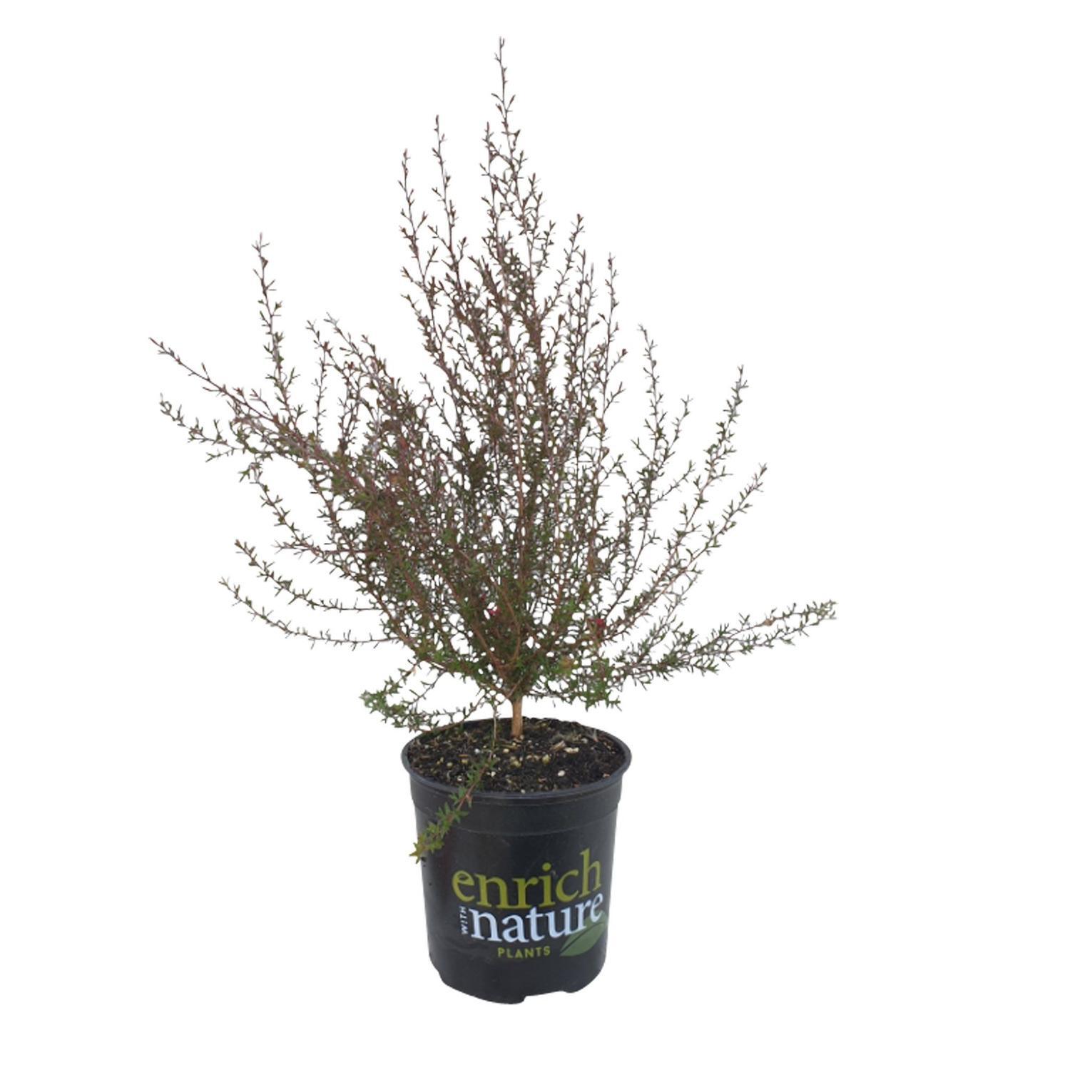 Leptospermum Red Ensign