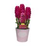 Gift Wrapped Hyacinth