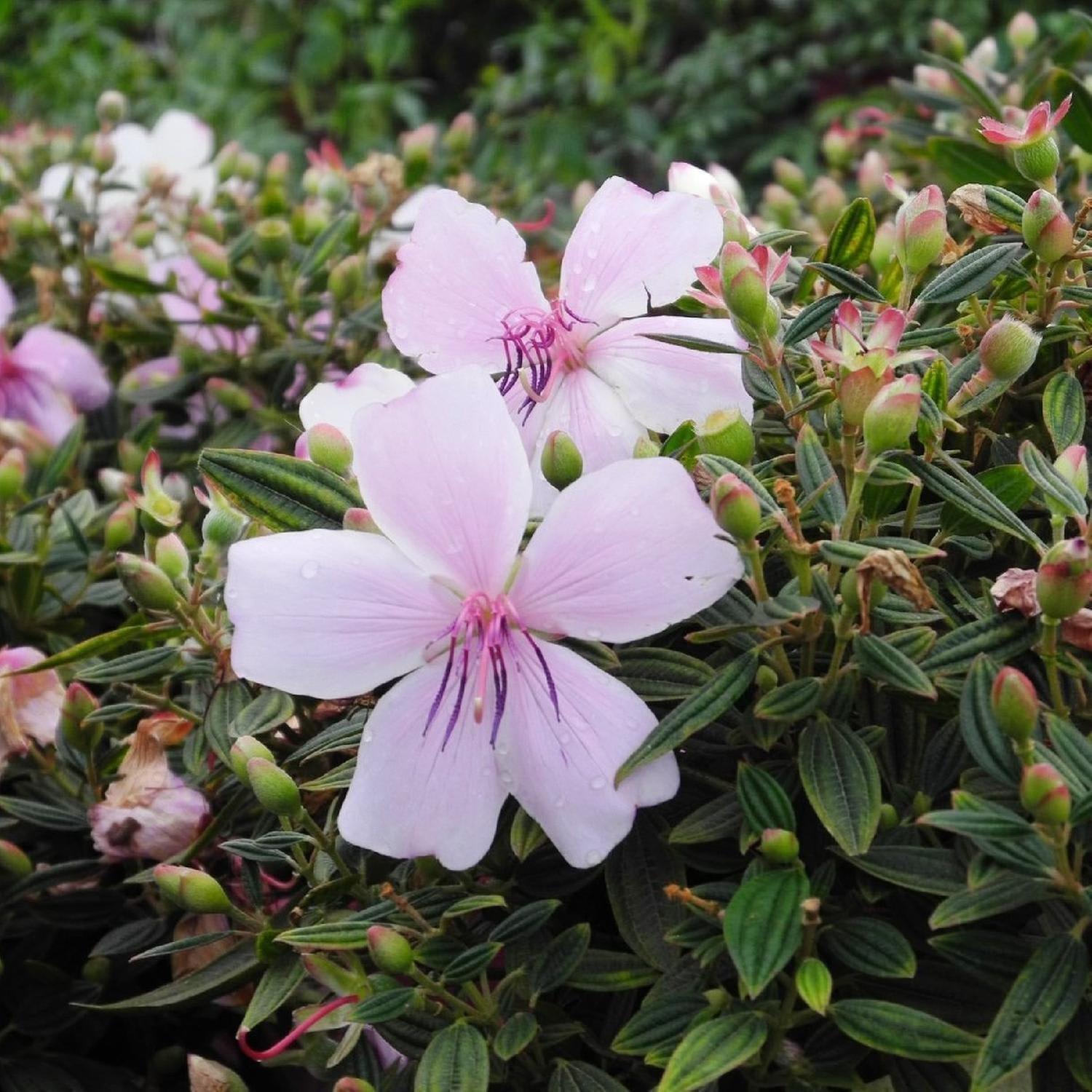 Tibouchina Cool Baby