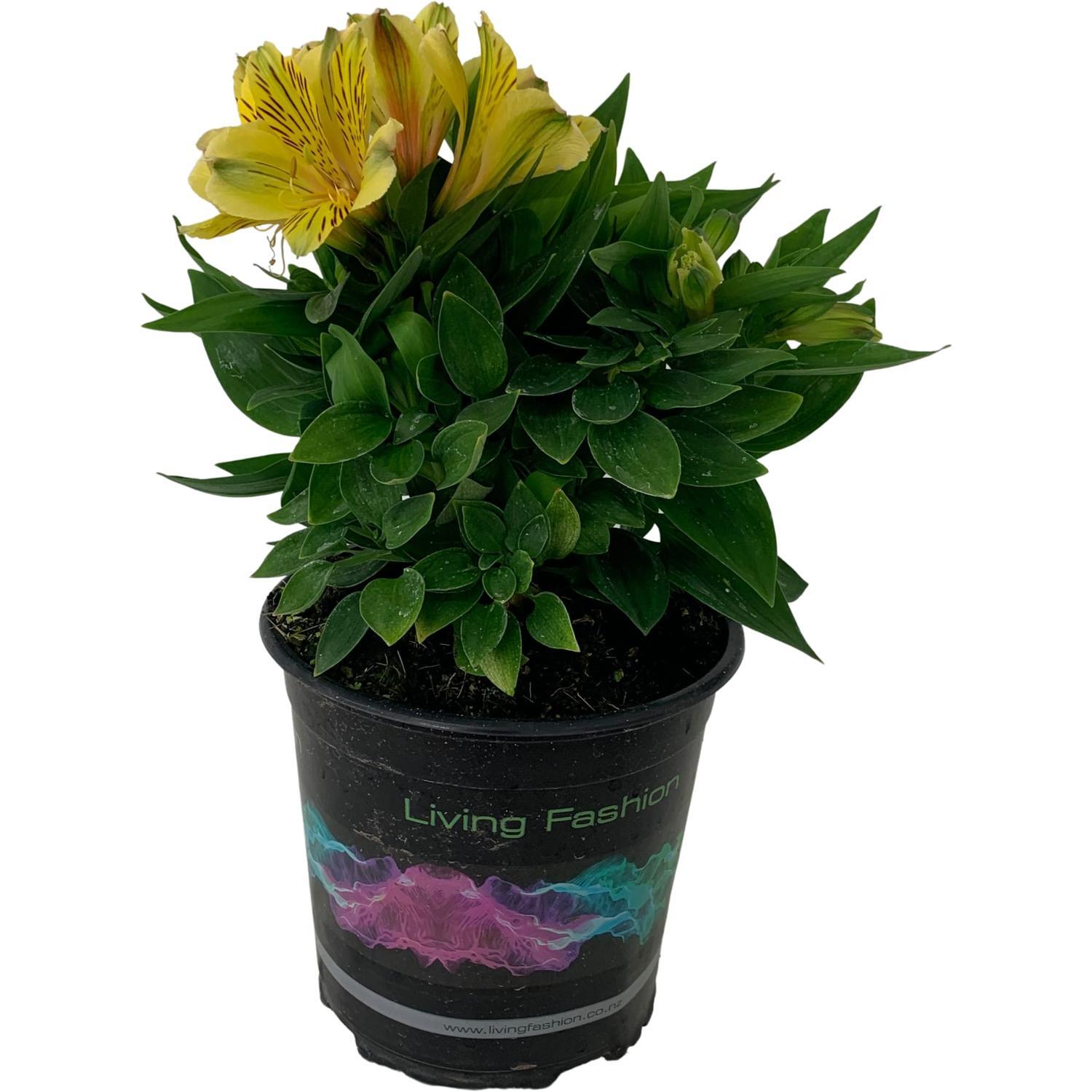 Alstroemeria Inca Rio