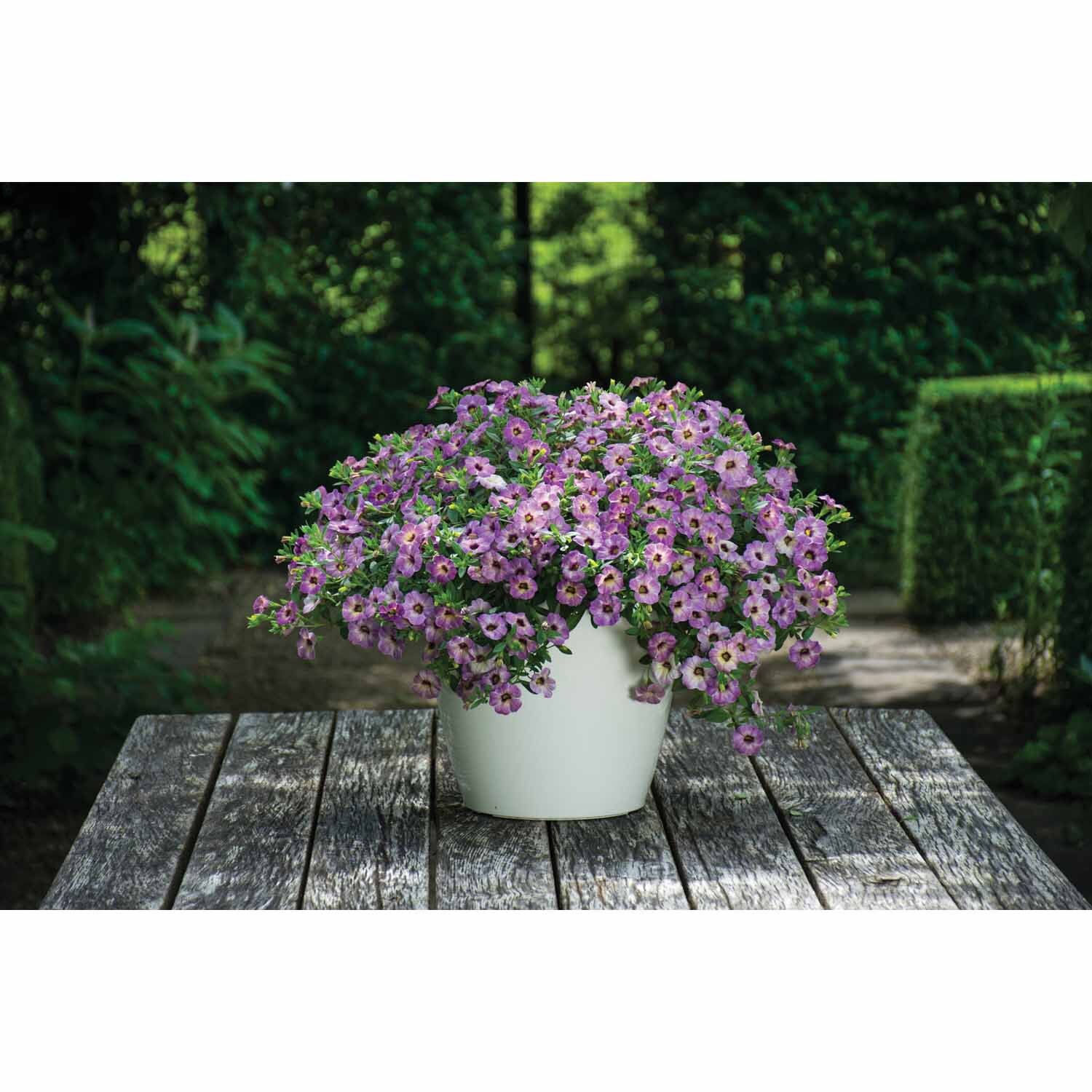 Calibrachoa Chameleon Blueberry Scone