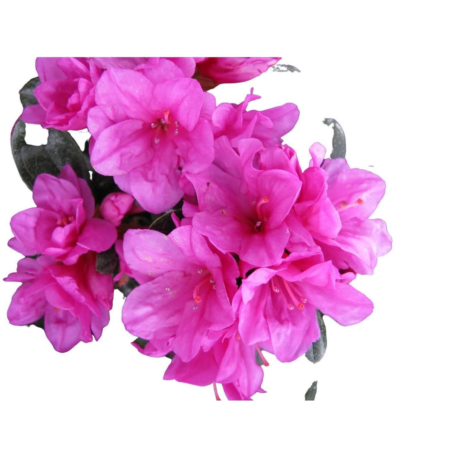 Azalea