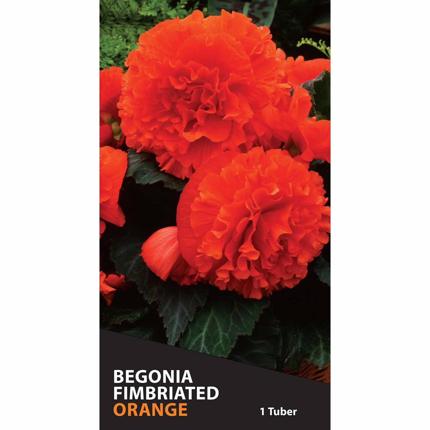 Begonia Fimbriated 'Orange'