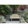 Cordyline Red Fountain