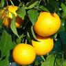 Citrus Tangor Kiyomi