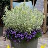 Lavender Meerlo