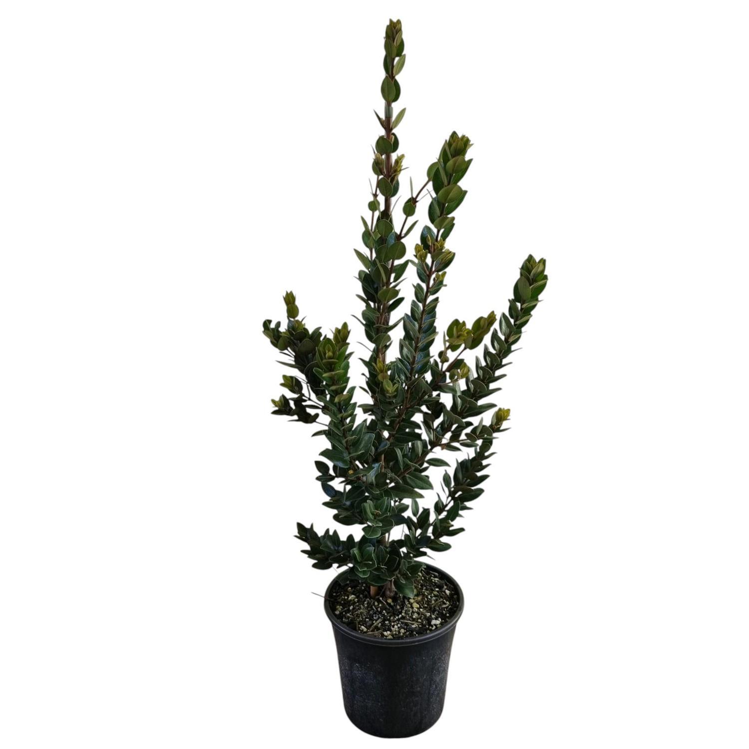 Metrosideros Mistral 'Pohutukawa'  4L