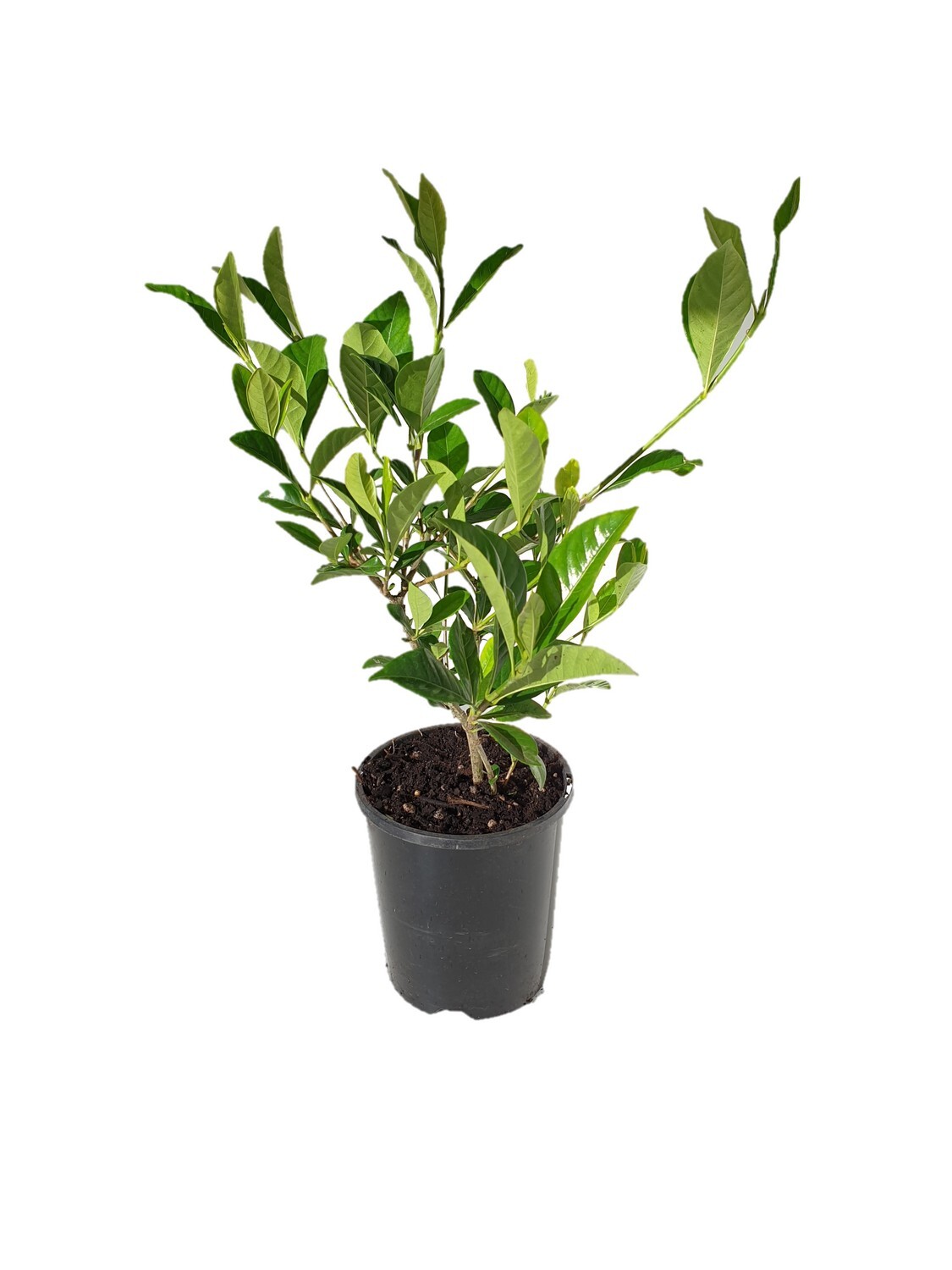Gardenia Veitchii