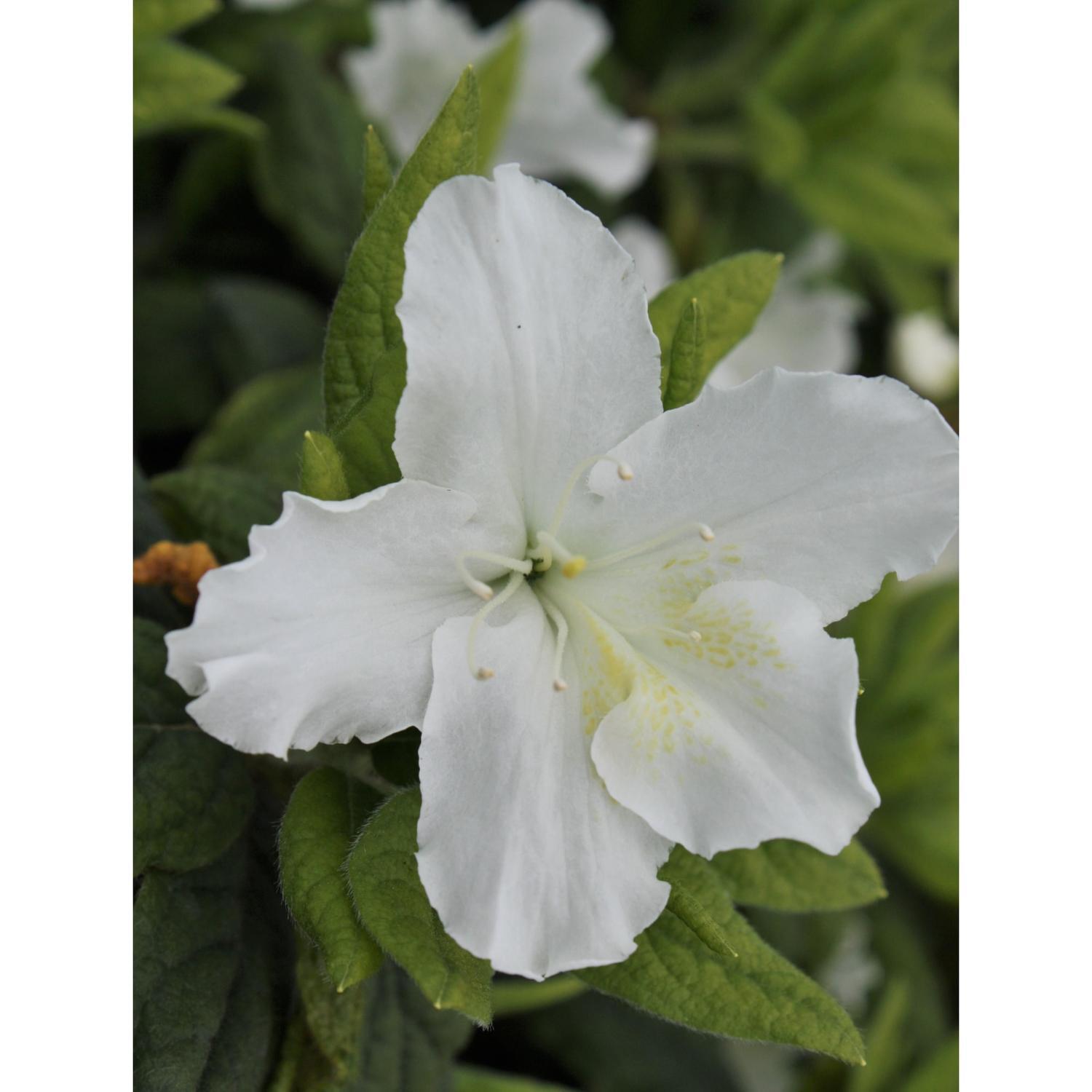Azalea