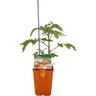 Tomato Heirloom Black Krim