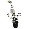 Camellia Pure Silk