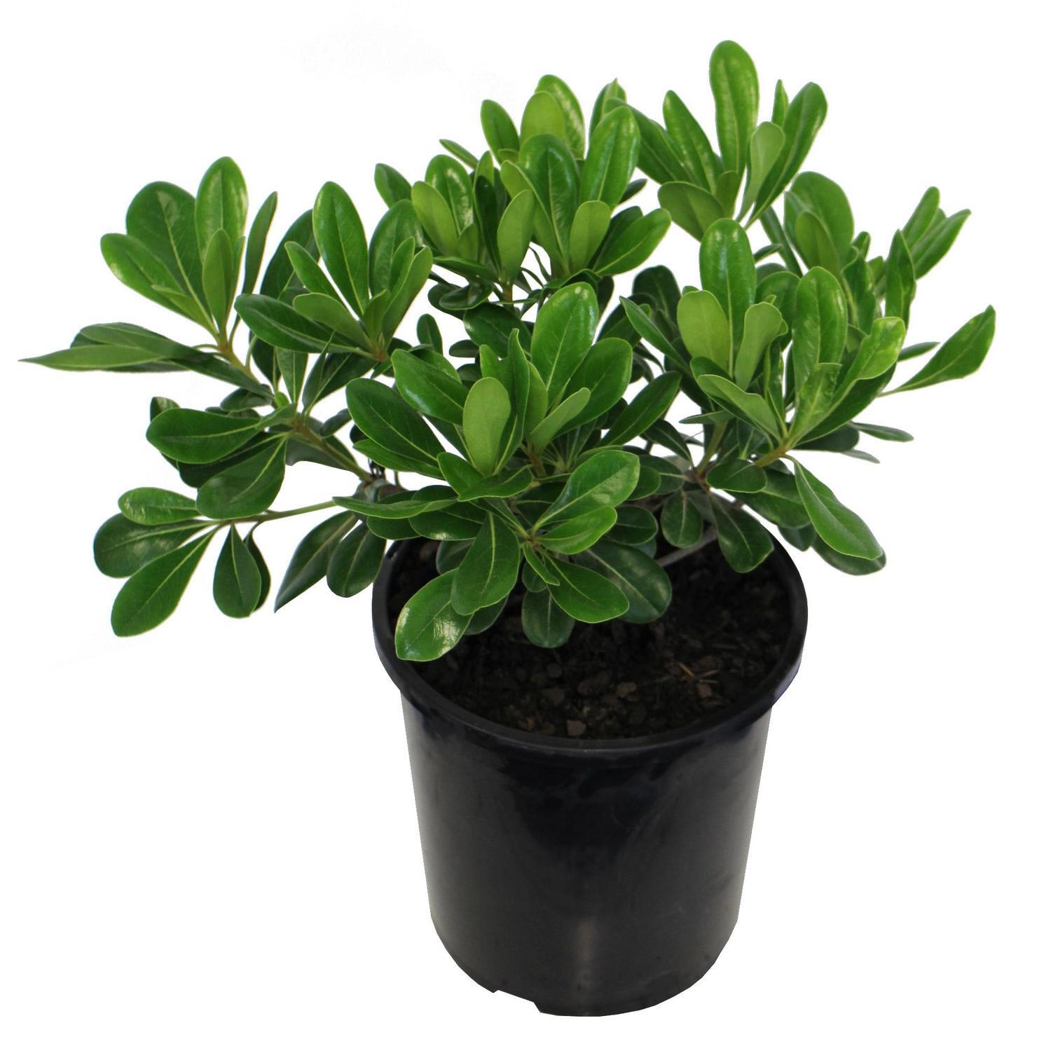 Pittosporum Tobira
