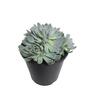 Echeveria Violet Queen