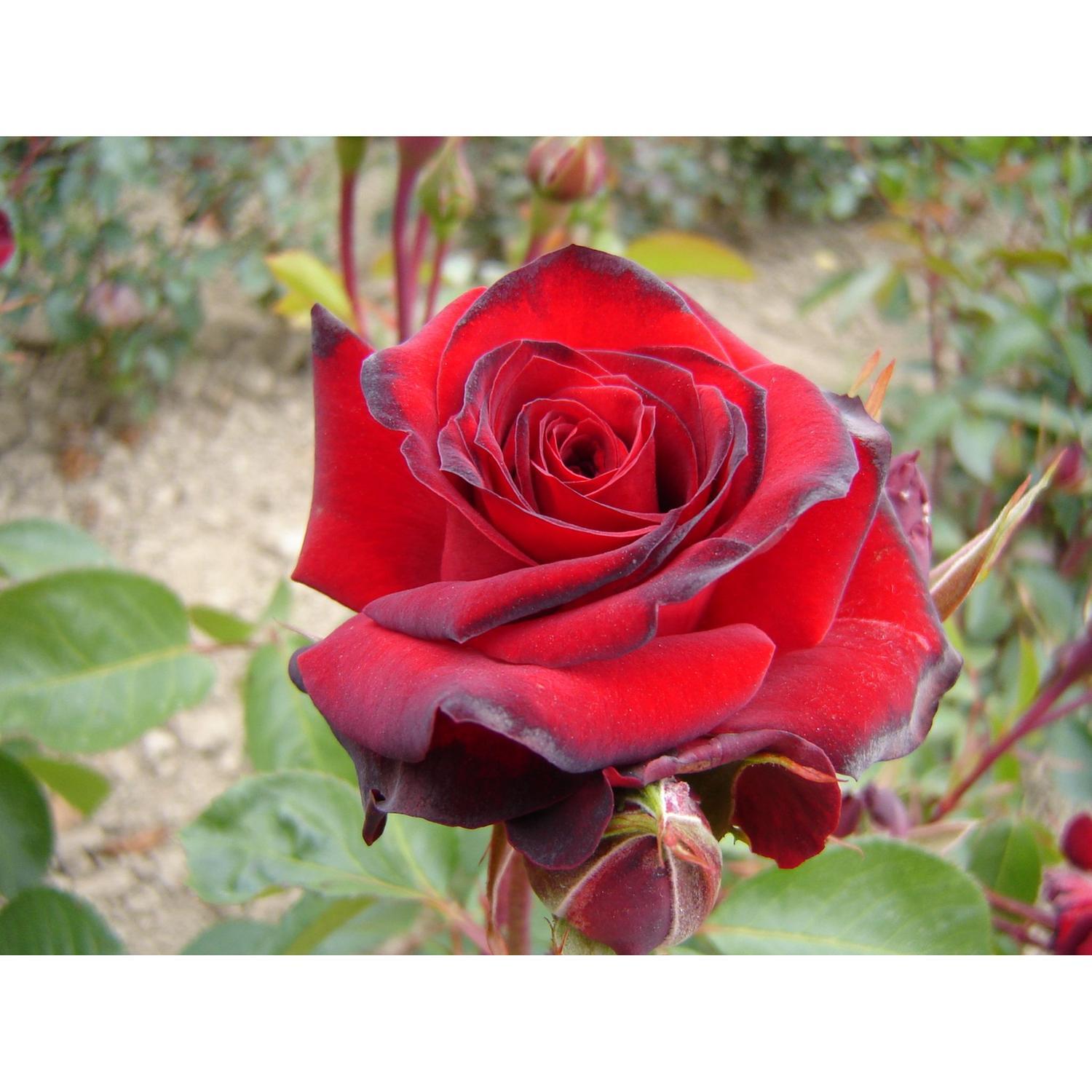 Rose Bush Courage