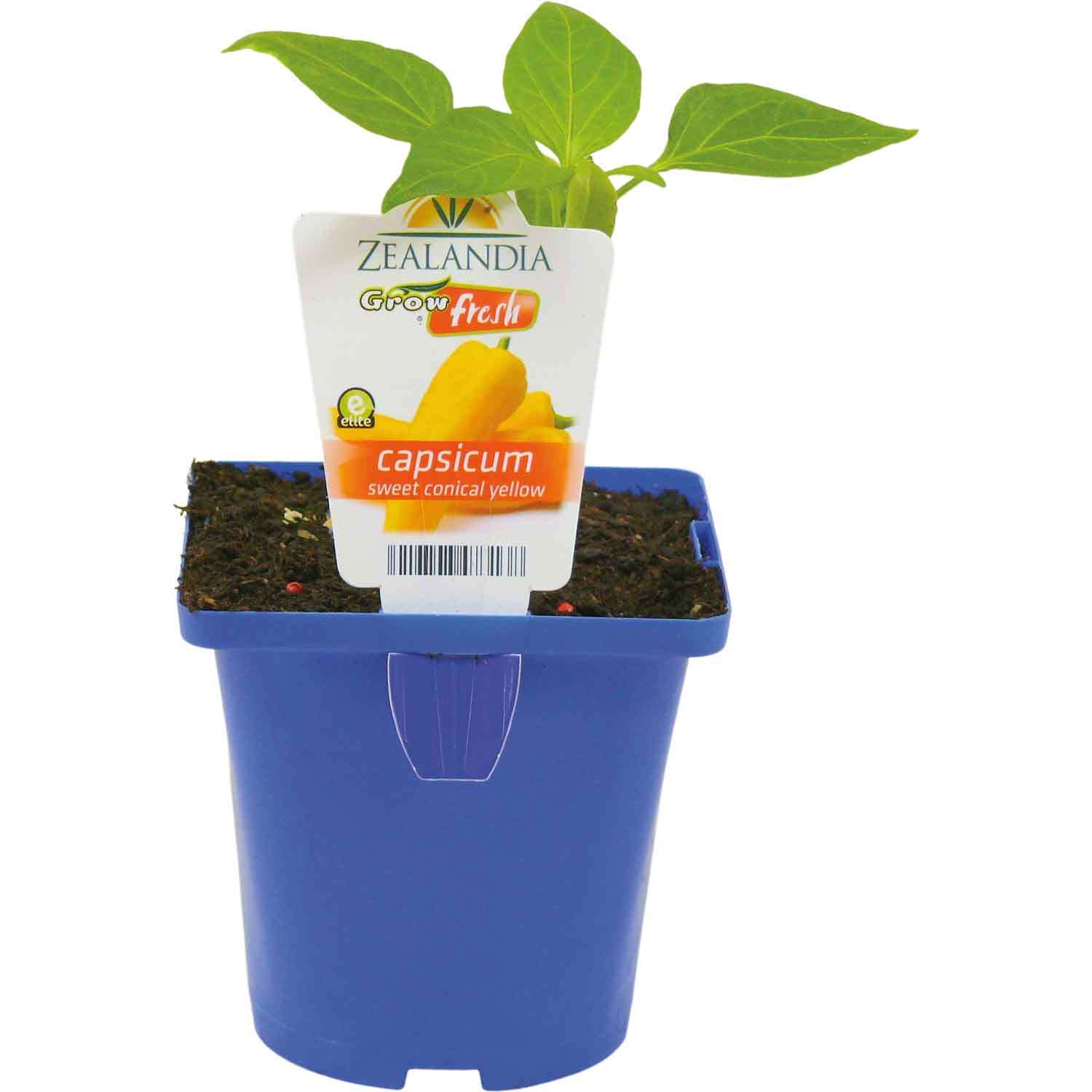 Capsicum Sweet Conical Yellow