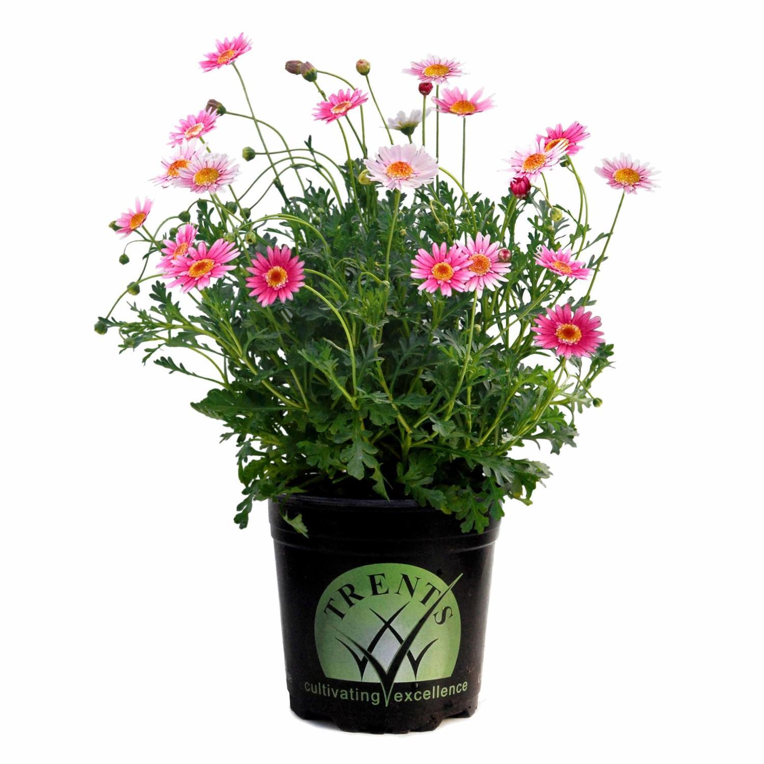Federation Daisy Sunrise Rose
