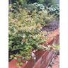 Abelia 'Sunshine Daydream'